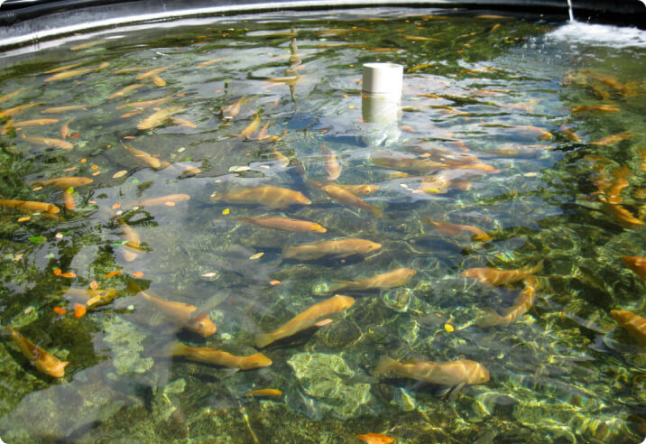 agriculture-en-tunisie agriculture-en-tunisie