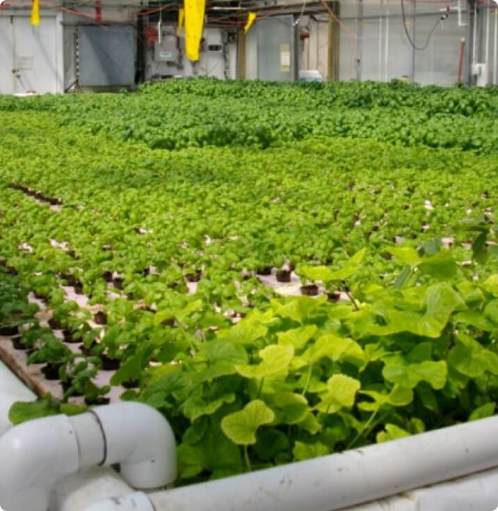 agriculture-tunisie agriculture-tunisie