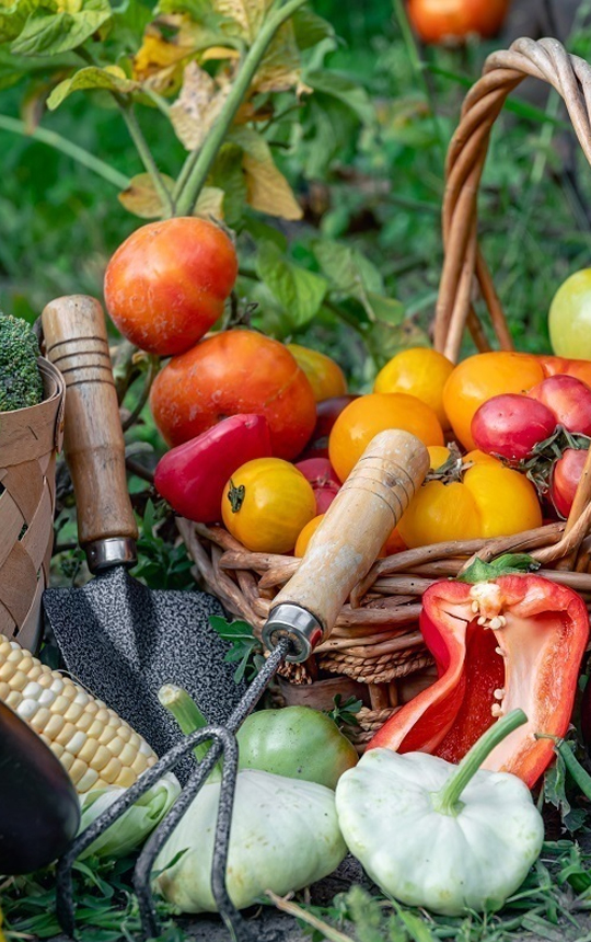 aliments-sains aliments-sains